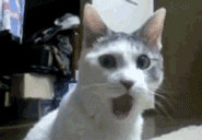 tumblr_ldmt8hyD0e1qbe0c5